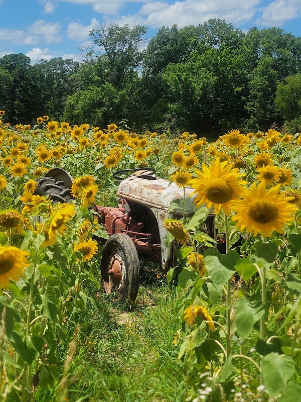 The Patch at Lost Hwy Farms photo 5